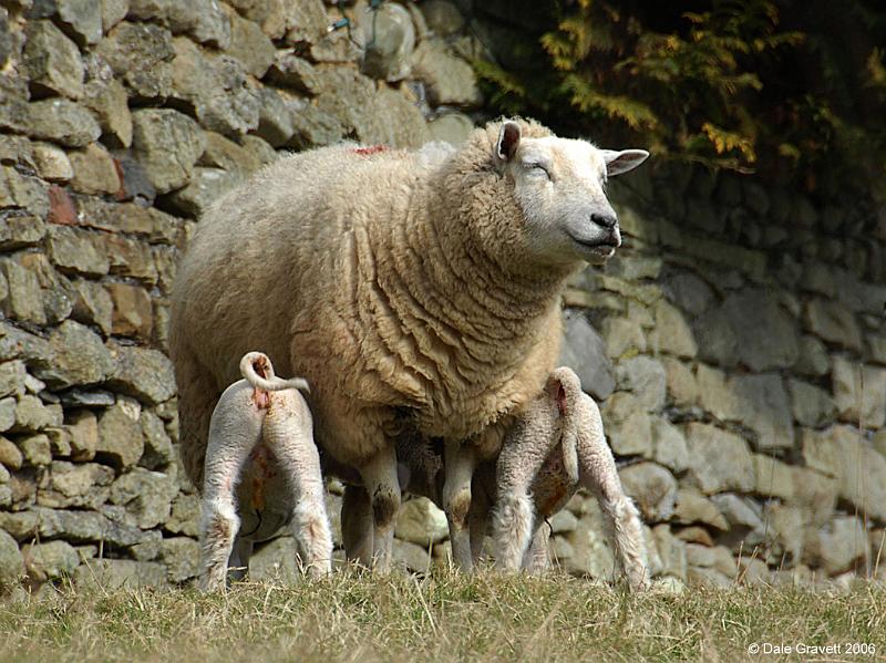 Y-Dales-sheep-040.jpg - "Contented Dales Family"  - by Dale Gravett